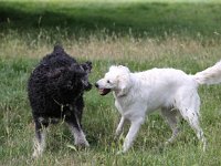 Puppys van Bliss040622-0091